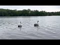 Swans on the water