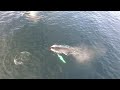Humpback Whale Invasion Laguna Beach