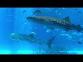 🦈 Ocean Aquarium | Underwater Ambience with Peaceful Music for Study, Sleep, and Relaxing