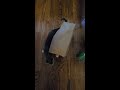 Cat vs Paperbag