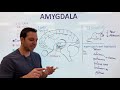 The Amygdala and Fear Conditioning