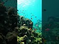 “Underwater life Maldives 🇲🇻 “