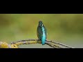 KINGFISHER CANON R7 SIGMA 150 600 4K CINEMATIC