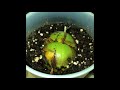 Best way to grow an avocado seed