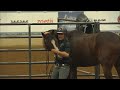 Road to the Horse 2017 - Extra Footage - Vicki Wilson Clinic