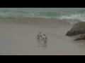 Funniest Animals Ever At Boulders Beach Near Cape Town, South Africa