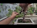 How to Make Jade Bonsai | By Cutting | Green Spoon Garden