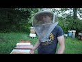 🔵Small queen mating nucs can have big impacts!