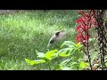Hummingbird in slow-motion