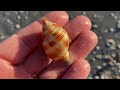 Sanibel Island beach walk. I got to the beach at 5am to see what all was out there. Biggest gaudy!