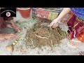 Kitchen garden Harvest Potato 😳😍💥Kitchen garden official 027#mynewvideo #trending