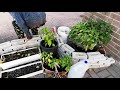 Our friends garden in pots on the sidewalk