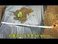 Making Kimjang Cabbage Field