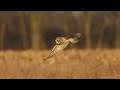 Short Eared Owls Photography (Behavior, photography tips)