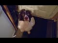 What we feed our dogs.  Quick video.