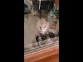 Cute Possum eating by my window! - October 21 2020 0430