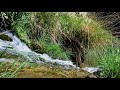 SONIDO DE RÍO PARA DORMIR | SONIDOS RELAJANTES DE AGUA | ASMR NATURE SOUNDS