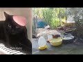 Funny Moments of Cats | Funny Video Compilation - Fails Of The Week