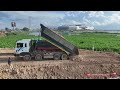 The best action Bulldozer SHANTUI DH17C3 push soil And Dump Trucks Wheels12 dumping soil making road