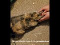 Bunny Pet Massage Tutorials that make your fur babies love it!#pets #tutorial#massage #ideas