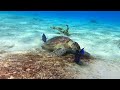 Best of Bonaire Scuba Diving