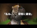 【泣ける猫ミーム第１弾/三姉妹の絆と奇跡の物語】#猫ミーム #泣ける猫ミーム#家族 #姉妹