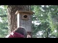 Northern Flying Squirrels, Willamette Valley, Oregon