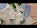 Caring for Luna Moth Caterpillars | Video 4 of 2022