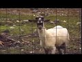 Screaming goat but it's my friends voice🤣😅😂