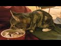 My FIP cat, Pip, eating & purring away