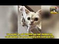 Scrawny stray kitten left on the street, appeared to be on the brink of death from starvation