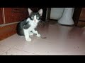 #CAT new funny video 2024 #cat
