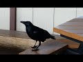 13 Amazing Raven Calls & Sounds ♫ + Dance