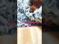 타이니푸들 성견 / 타이니푸들 자매 /Tiny Poodle Adult Dog #cute