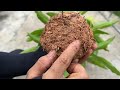 DISCOVER NEW TECHNIQUE for propagating mangoes with potatoes to stimulate super fast growth