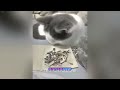 You Laugh You Lose😹🐕Funniest Dogs and Cats 2024😻🐶