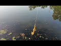 THE KANSAS ANGLER FISHING ZOOM ACTION SMALLMOUTH BASS IN CLEAR WATER ON THE RIVER WADING