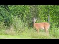 Graceful White-tailed Doe Nibbling On Clover
