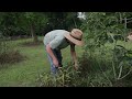 YOU CAN DO THIS! Easy Food Forest Tips & Tricks - Get Started TODAY🌿