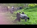 Gorillas @Dublin Zoo