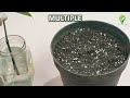 10 Proven Techniques for Perfect Plant Cloning in Water | Hacks for Rooting Cuttings in Water