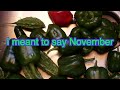 SHEDWARS ENTRY VIDEO 2024. Deep South Winter Gardening Tour #shedwarsglobalgardeninghomesteading24A