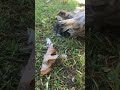 Hen teaching chicks to dust bathe.