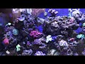 Valentini Puffer Reef Safe?