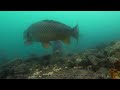 Best underwater carp fishing compilation (2020-2023)