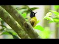 Gentle Piano Music with Bird Sounds 🍃 Peaceful Nature for Moments of Deep Relaxation and Quiet