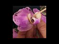 How to pollinate orchids by hand