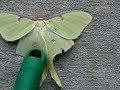 Big Moth......
