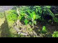 Mango and breadfruit trees planted