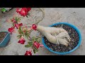 Adenium पर हजारो फूल लेने का सबसे आसान तरीका | Get Lots of Flowers on Adenium without Fertilizer